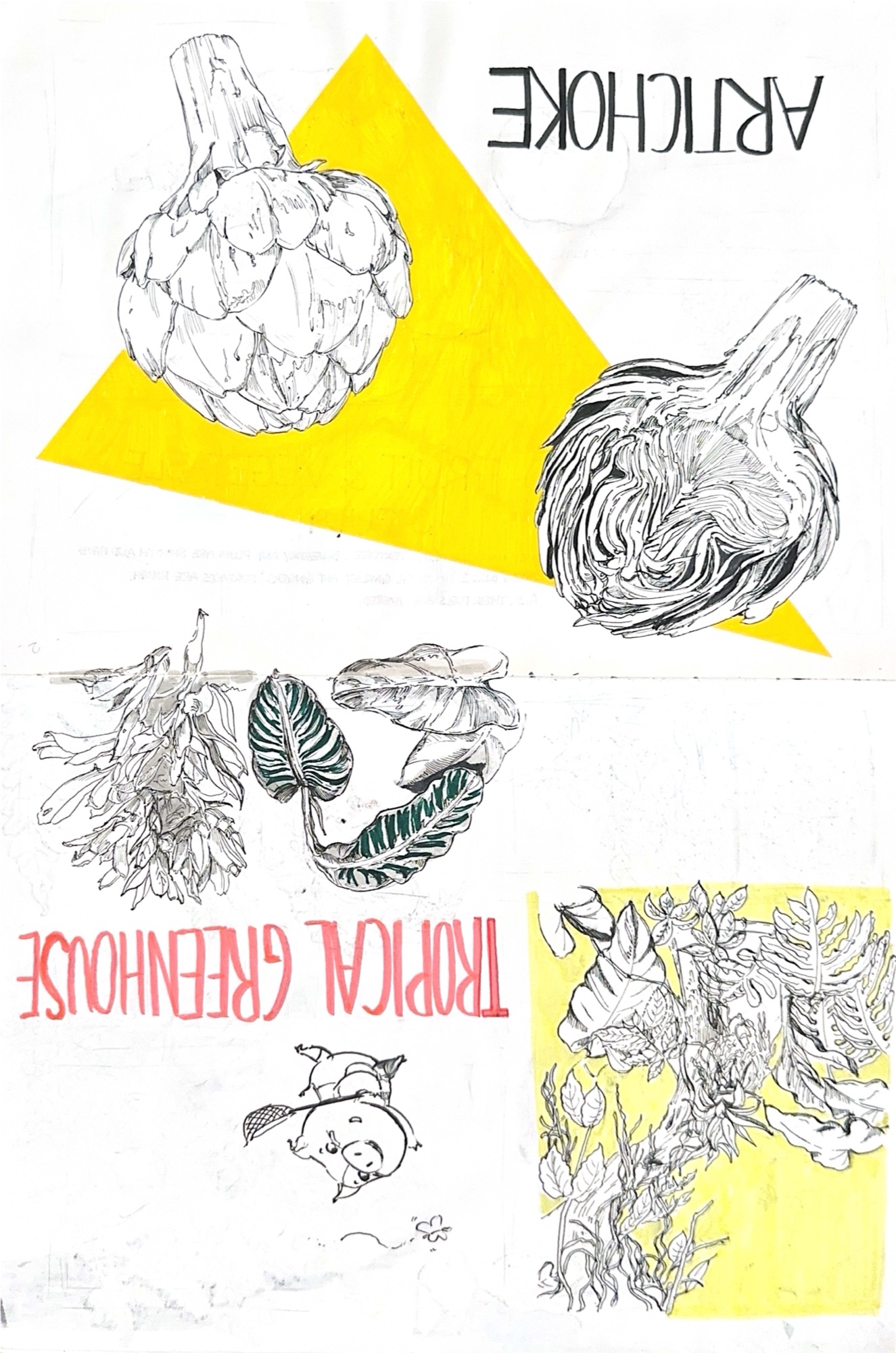 Artichoke, produce, and botanical observation sketches
