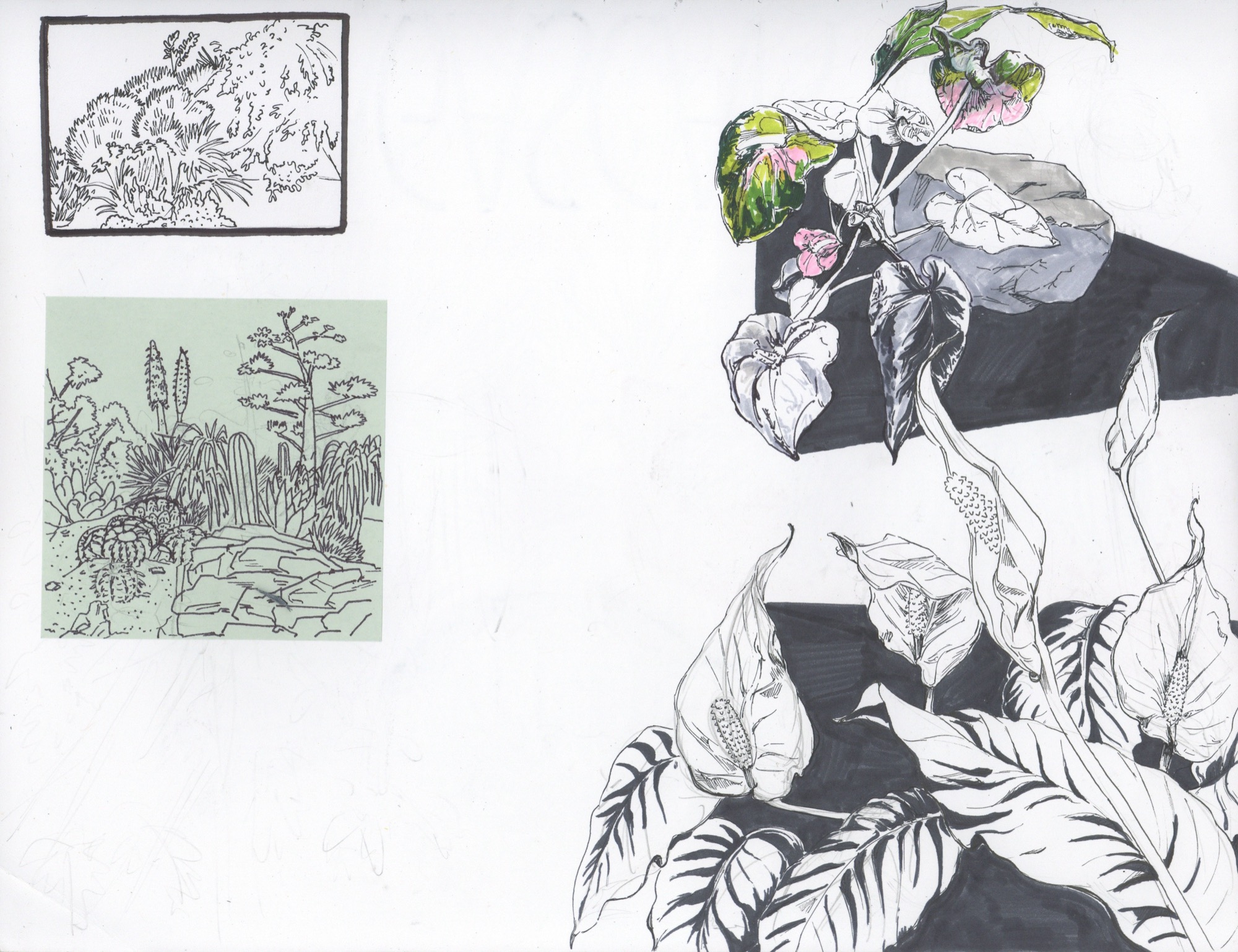 Botanical drawings and potted plant collage studies
