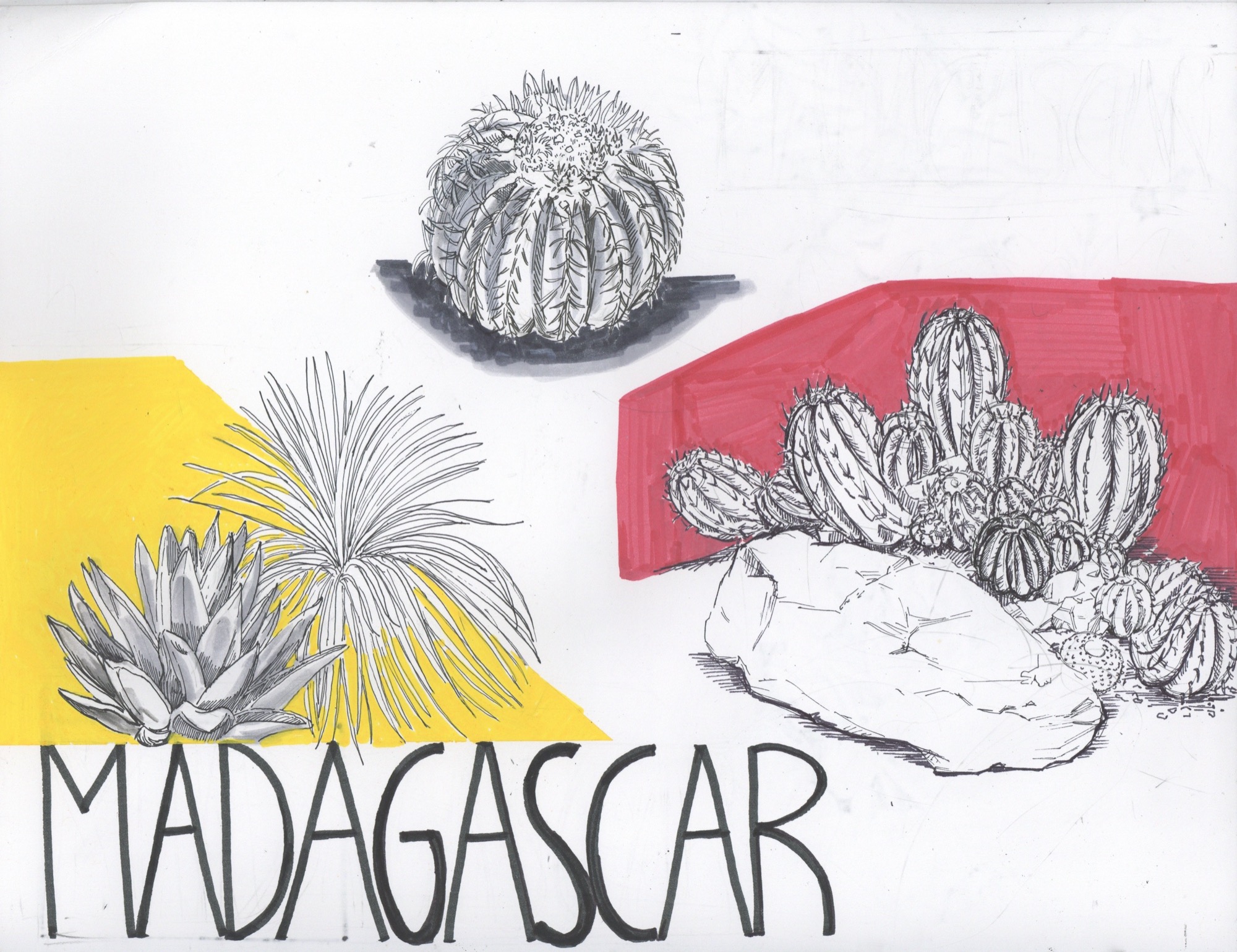 Madagascar cactus and succulent studies