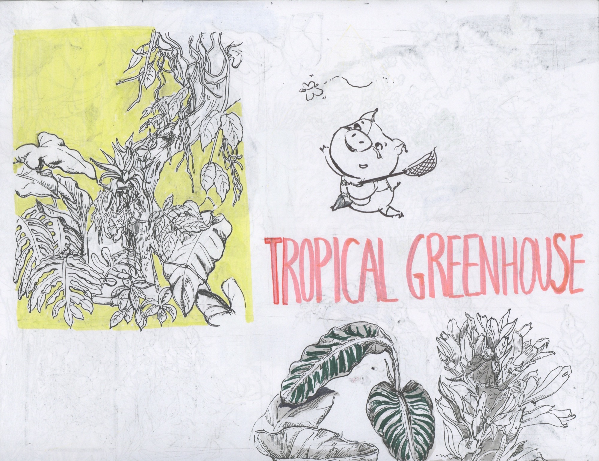 Tropical greenhouse plant studies with a small character
