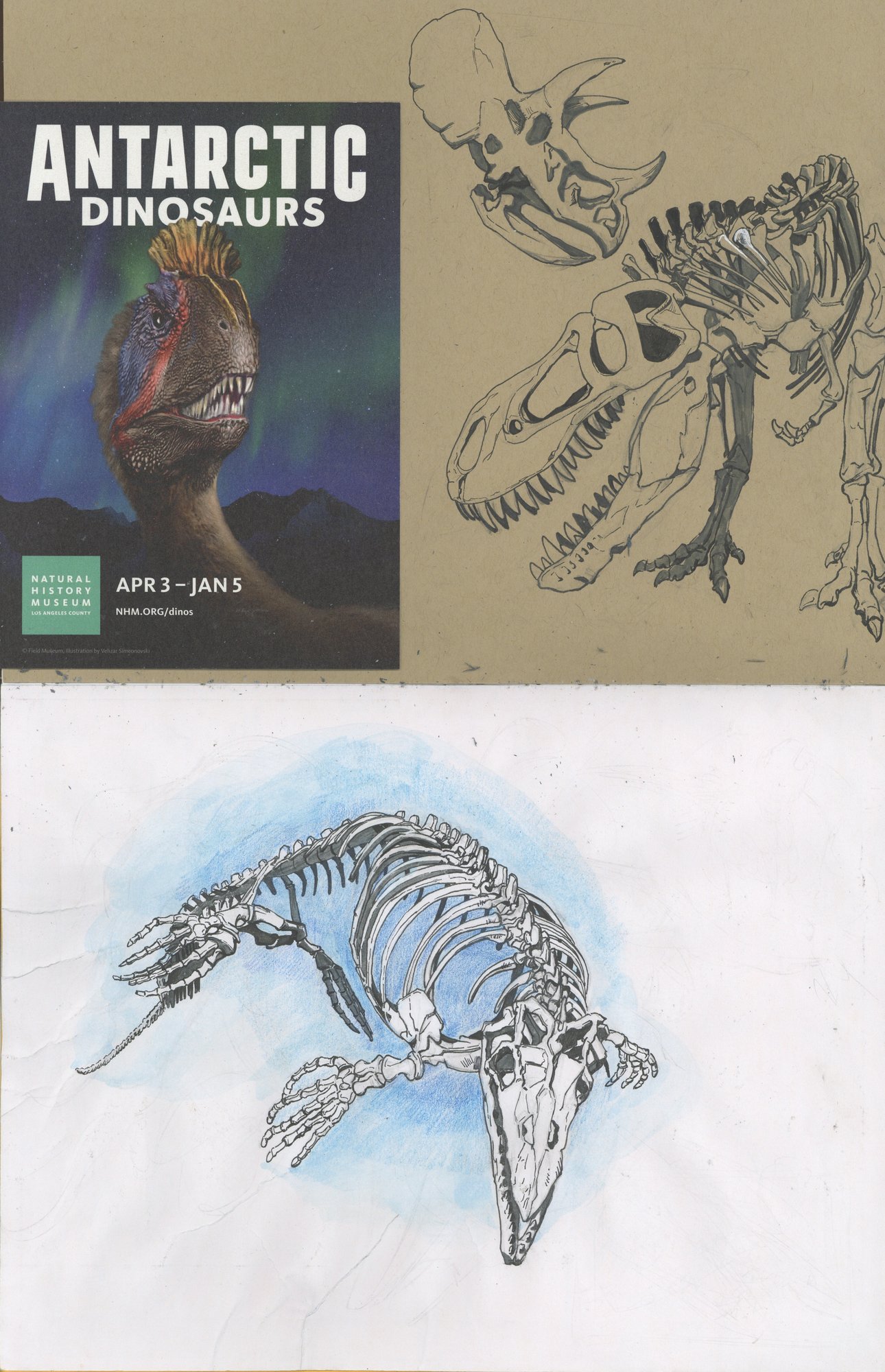 Antarctic dinosaur fossil and specimen studies