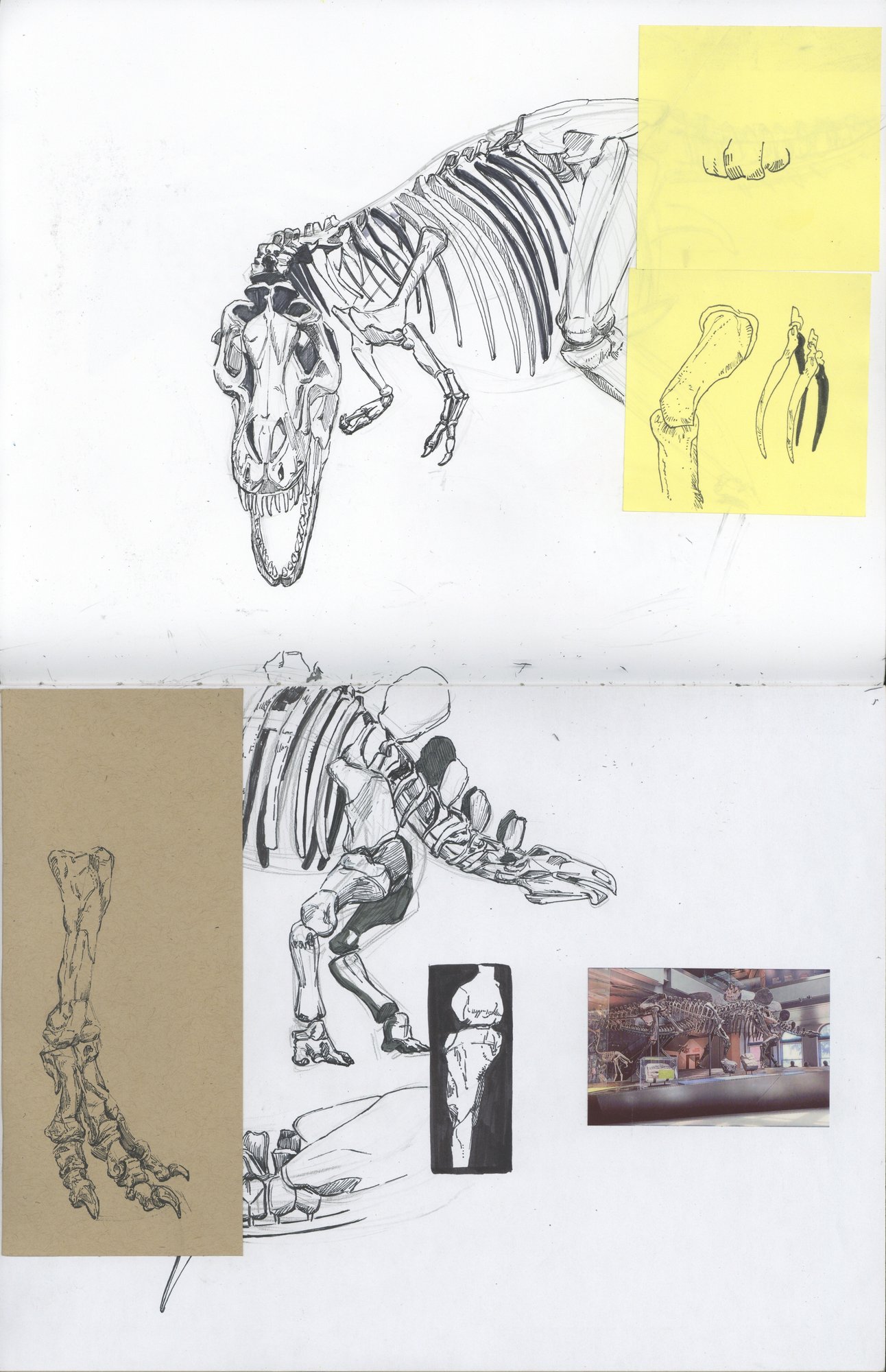 Dinosaur skeleton and museum reference studies