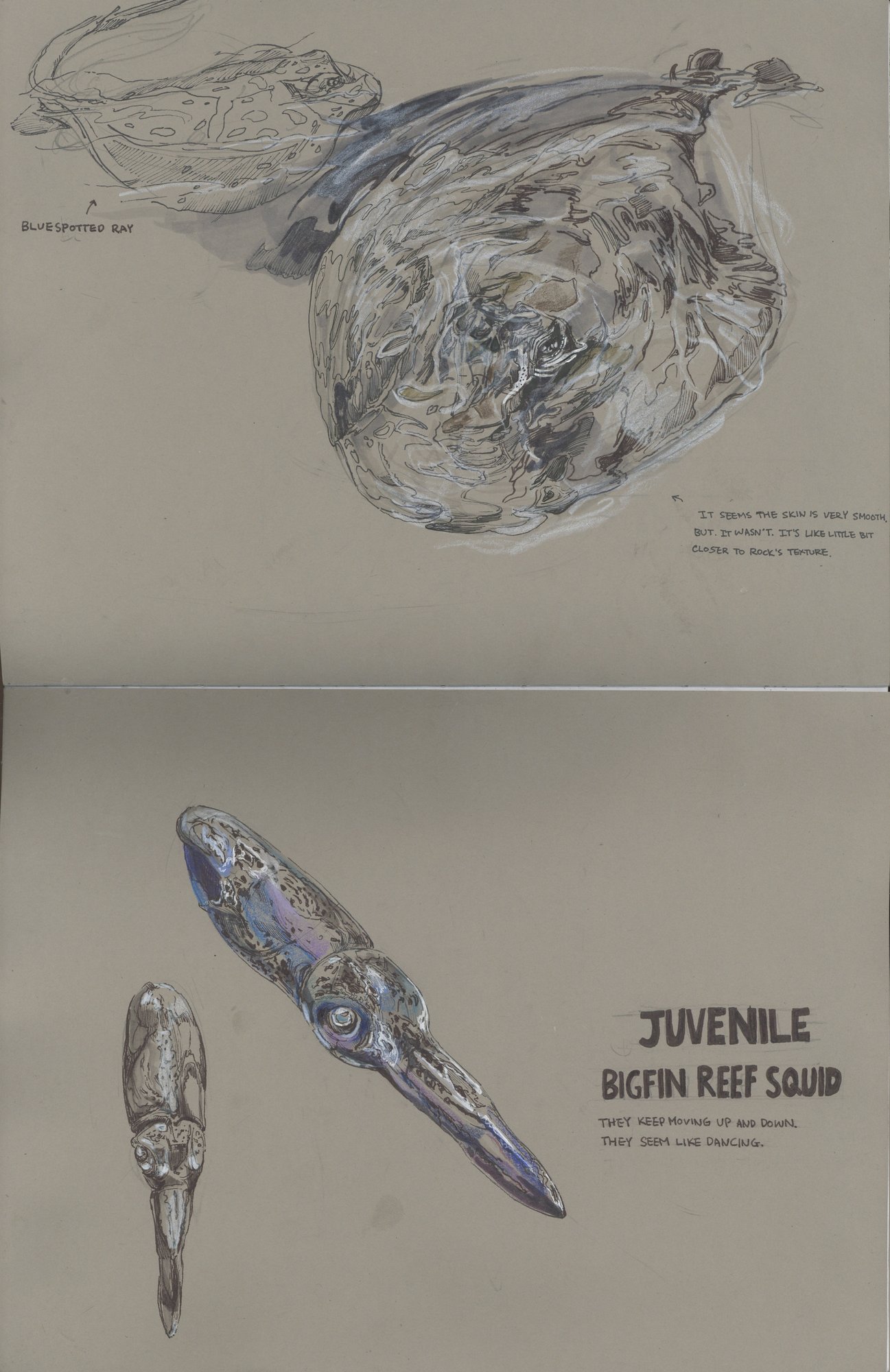 Juvenile rockfish and marine specimen studies
