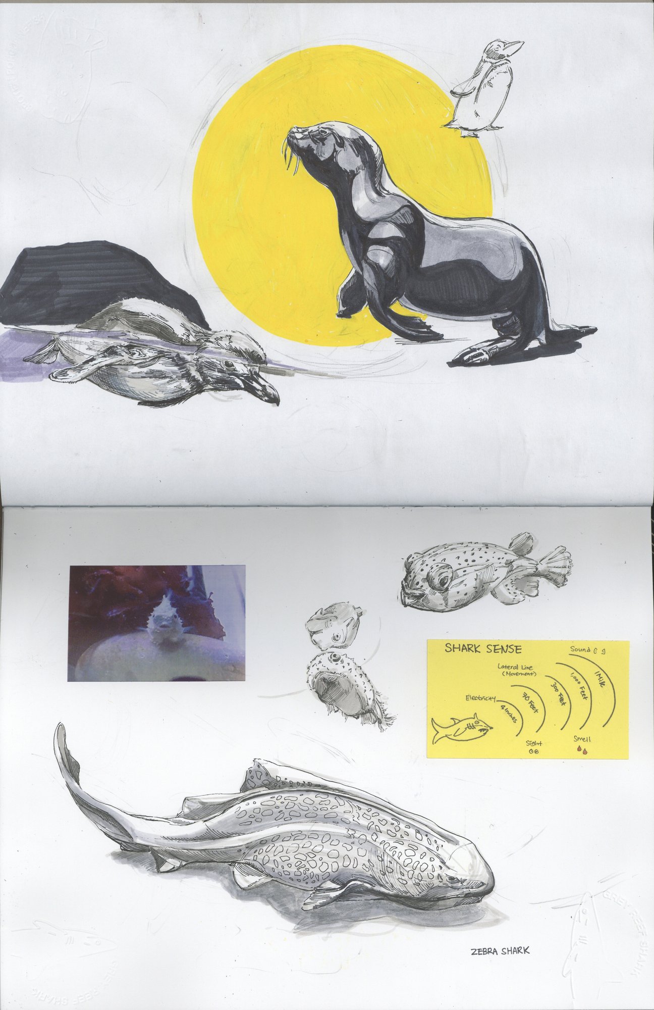 Otter, seal, and fish observational studies